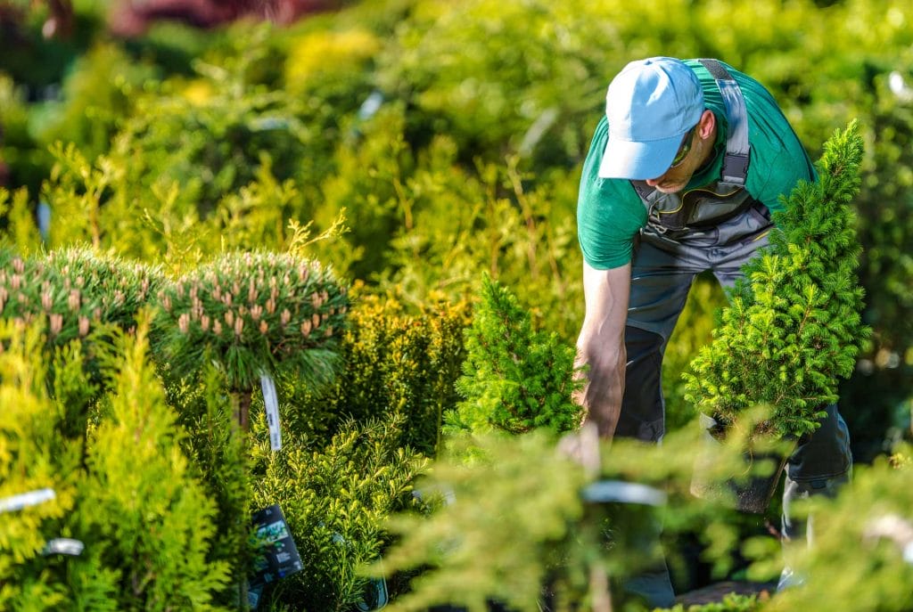 gardener buying new plantsp4vgx5f