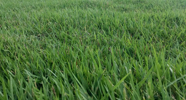 zoysia grass