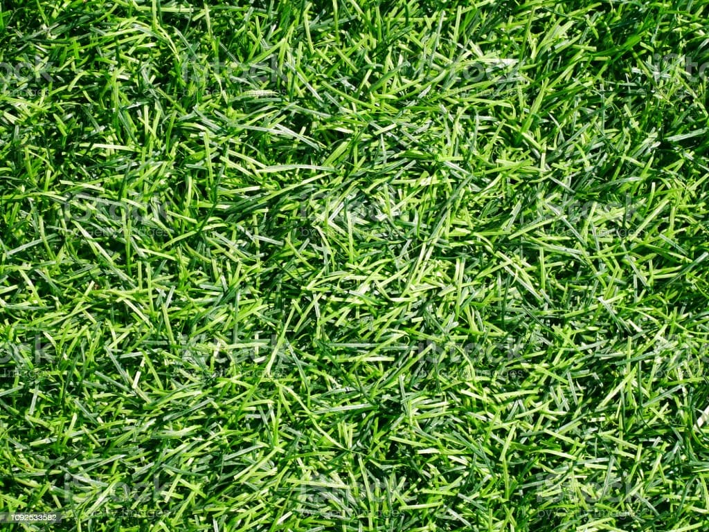 grass