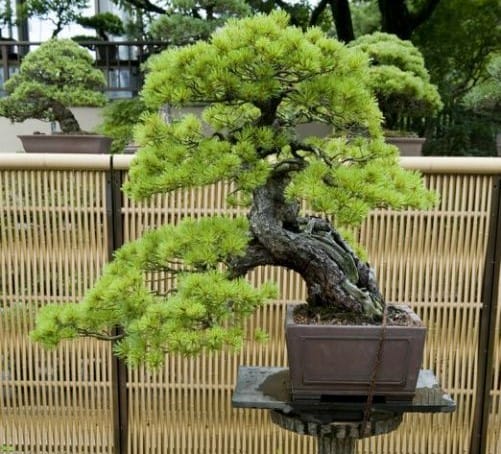 innovation grounds bonsai 4