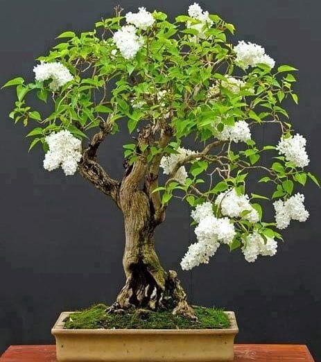 innovation grounds bonsai landscaping 6