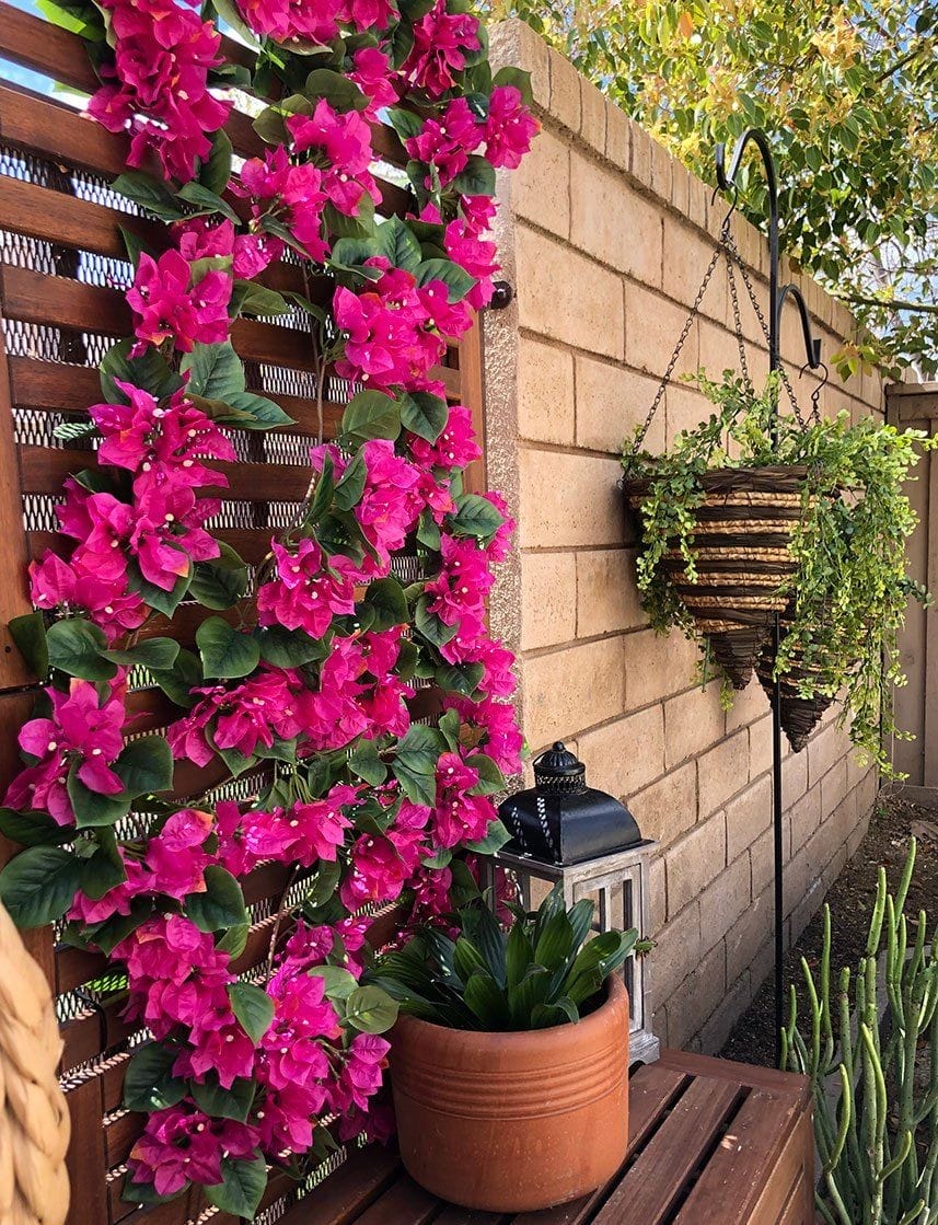 Decorate Your Garden With Climbing Plants Innovation Grounds