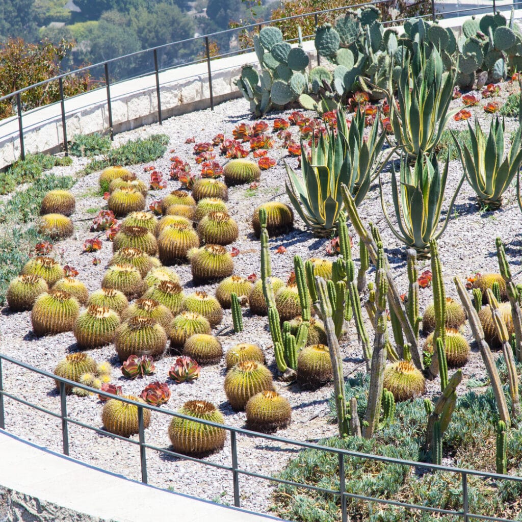 innovation grounds cactus garden 6