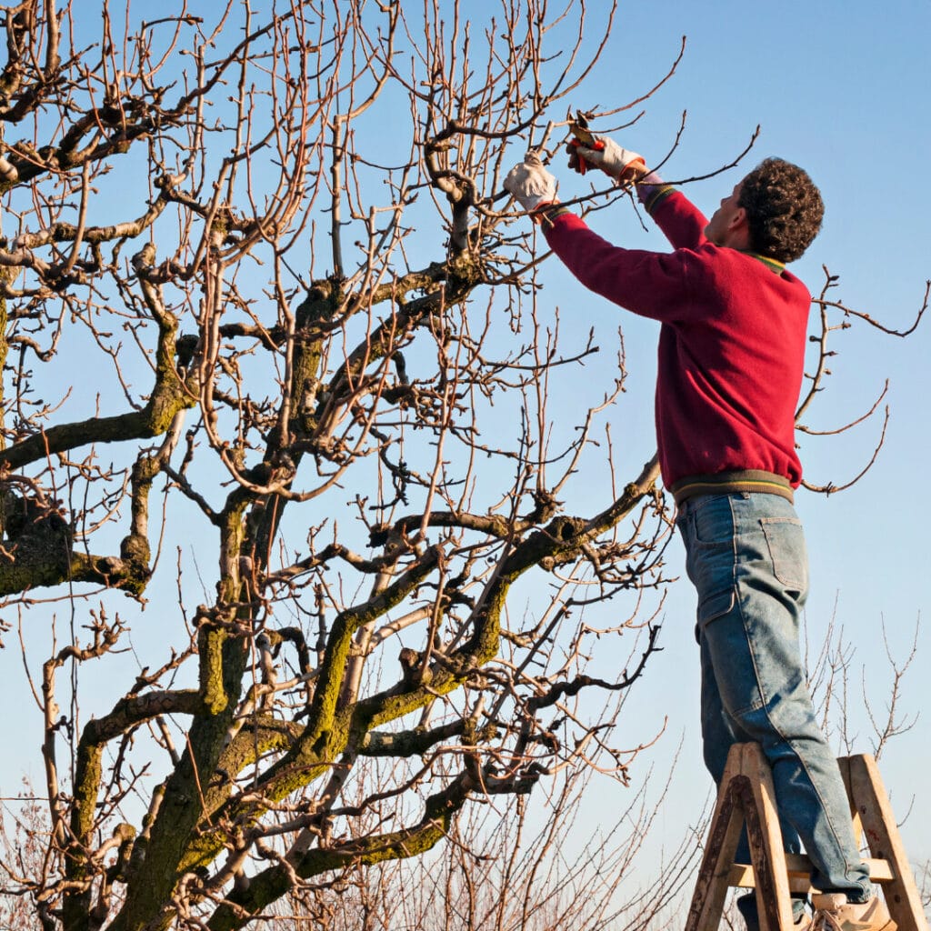 time to prune your trees innovation grounds 5