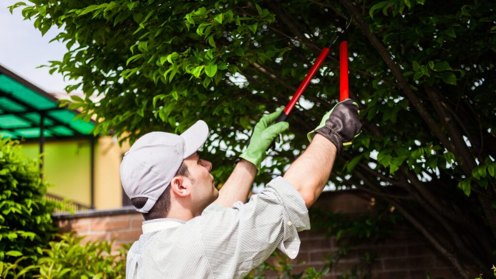 time to prune your trees innovation grounds 6