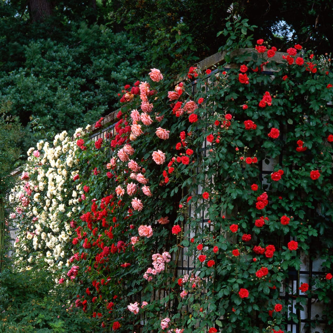 Learn To Prune And Care For Your Rose Bushes In February Innovation