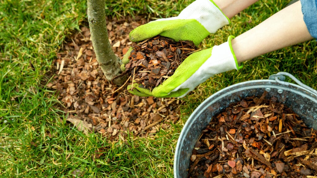 mulching for this season innovation grounds