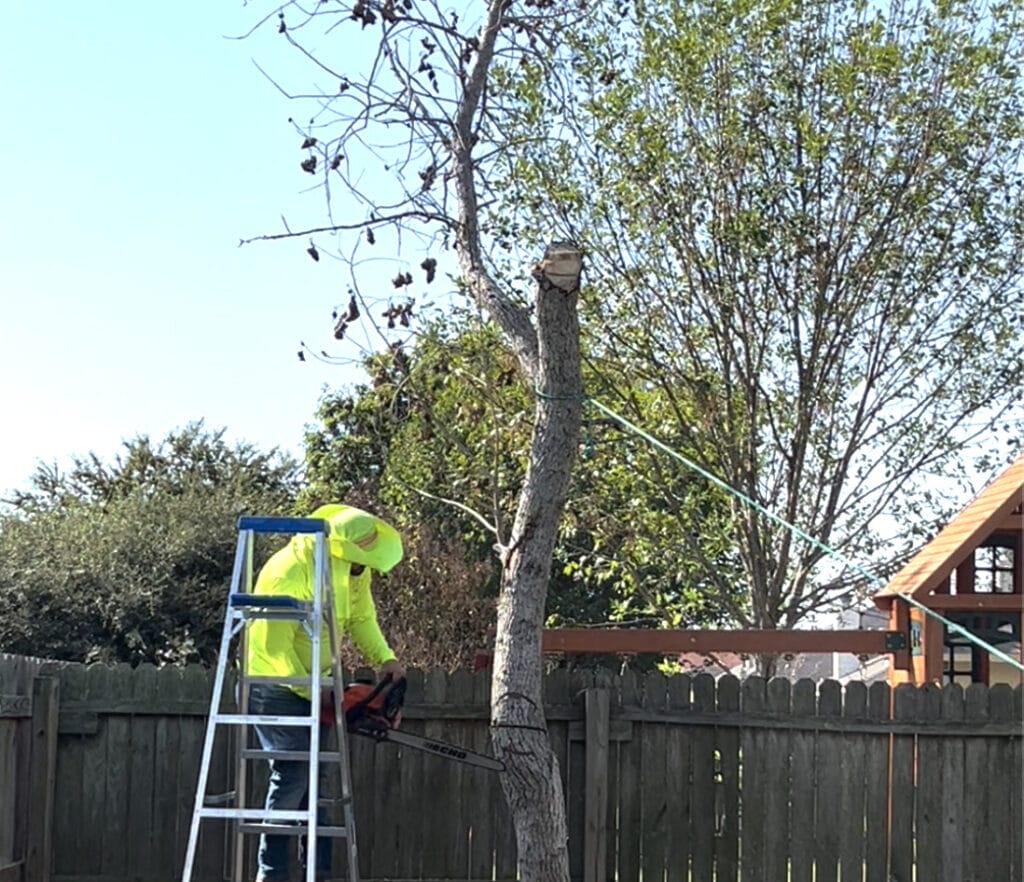 tree removal done in austin texas by the tree care team with innovation grounds