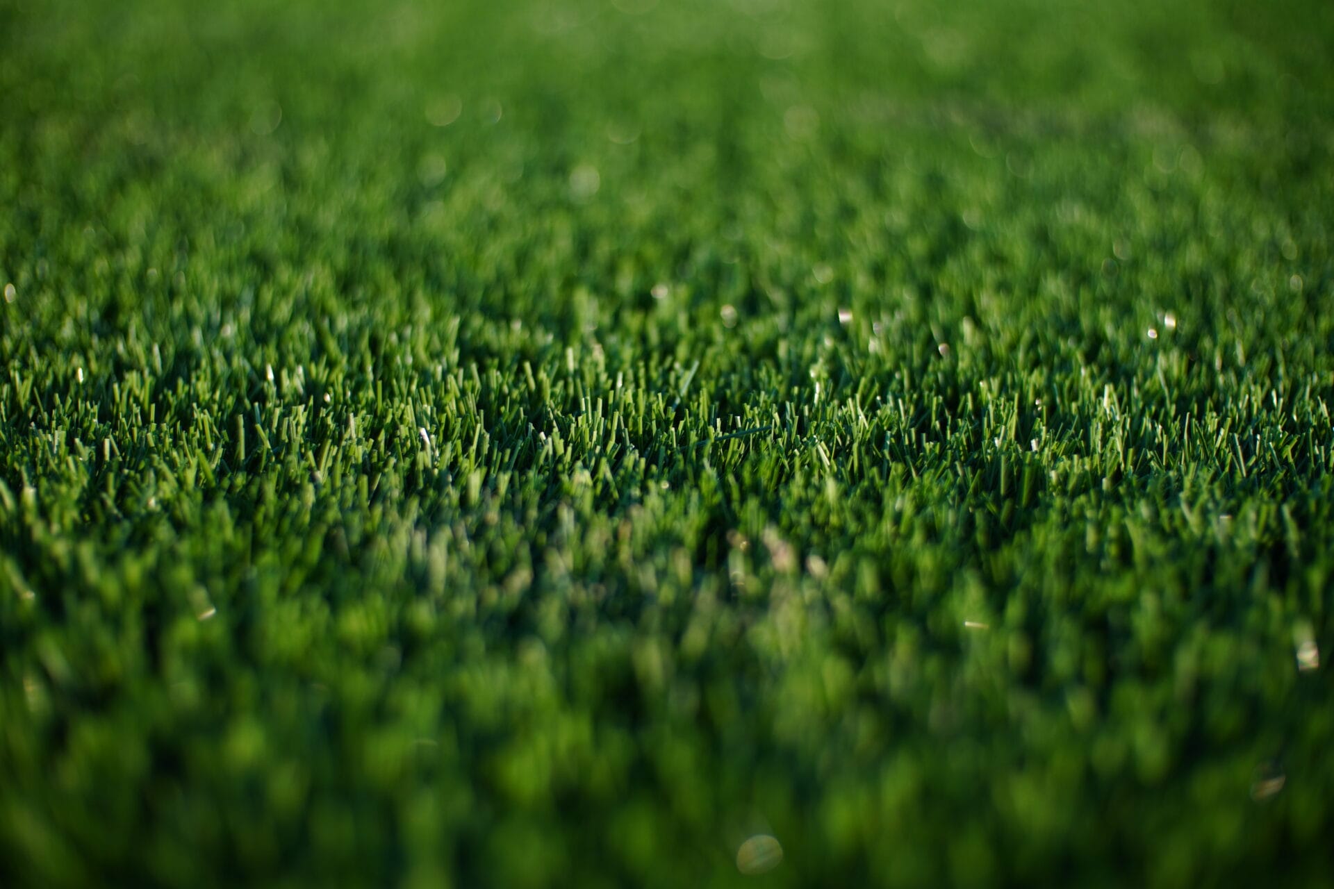 green synthetic grass in austin texas