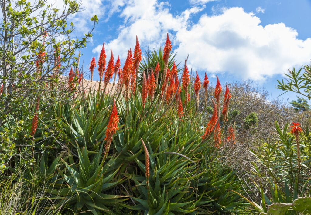 red-yucca-plant-innovation-grounds