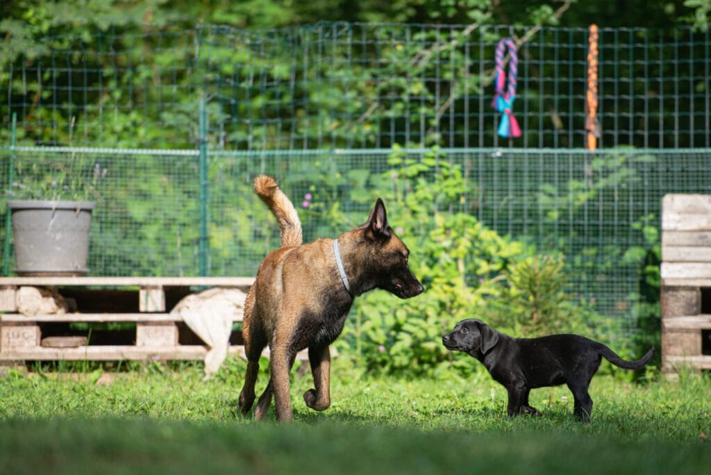 pet-friendly-fence