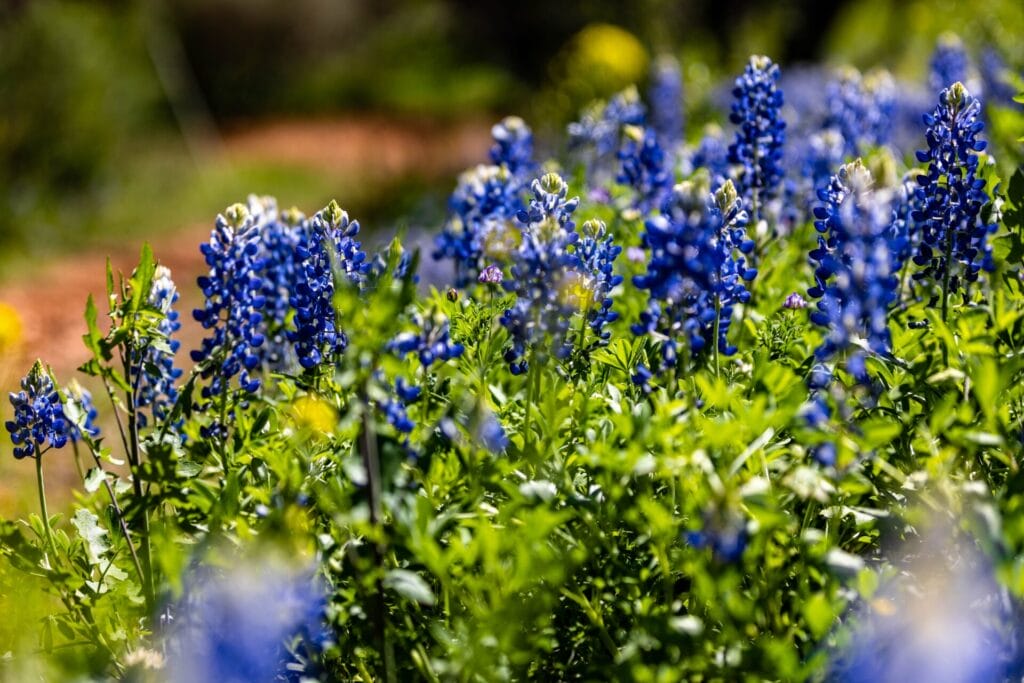 Texas-Bluebonnet-innovation-grounds