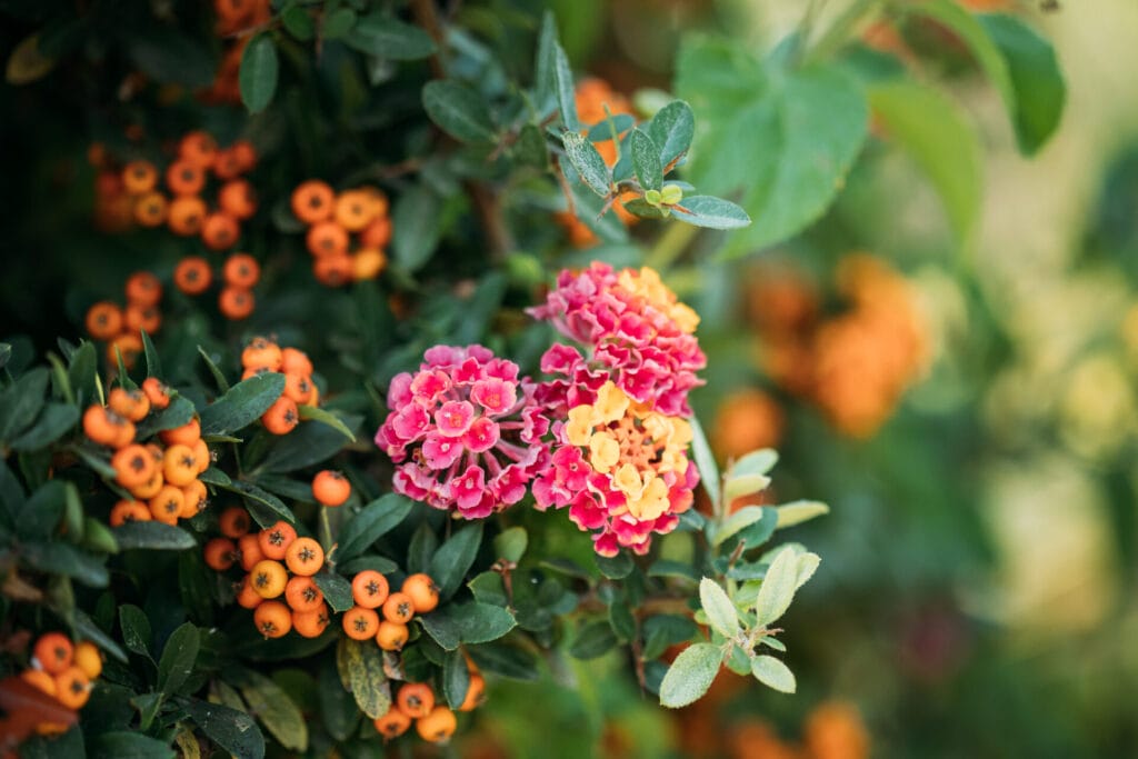 Texas-Lantana-innovation-grounds