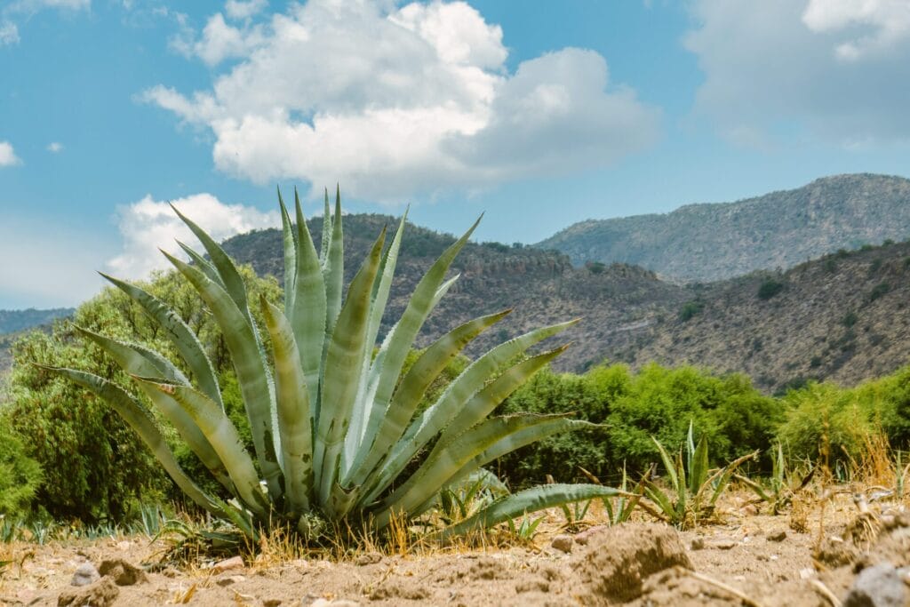 agave-innovation-grounds