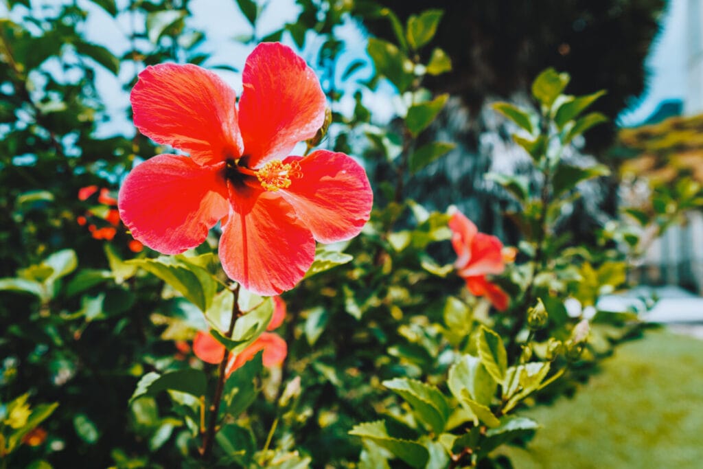 Texas-Star-Hibiscus-innovation-grounds