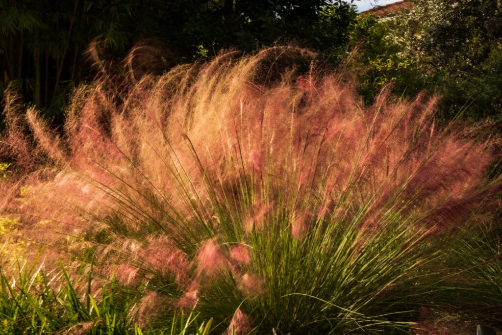 mexican-feather-grass-innovation-grounds