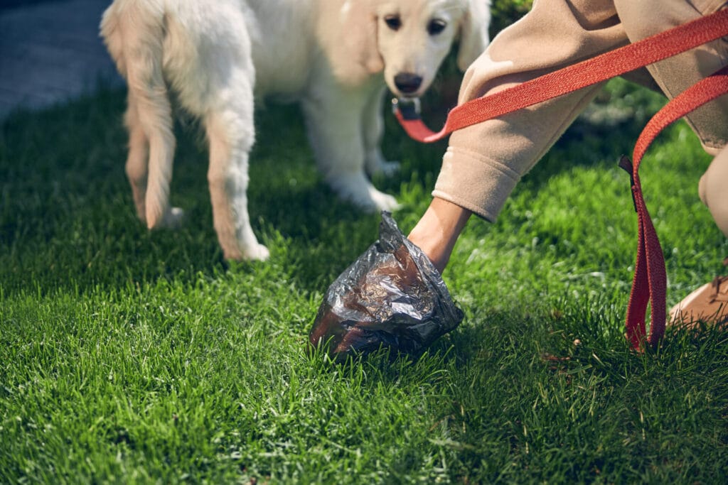 cleaning-backyard