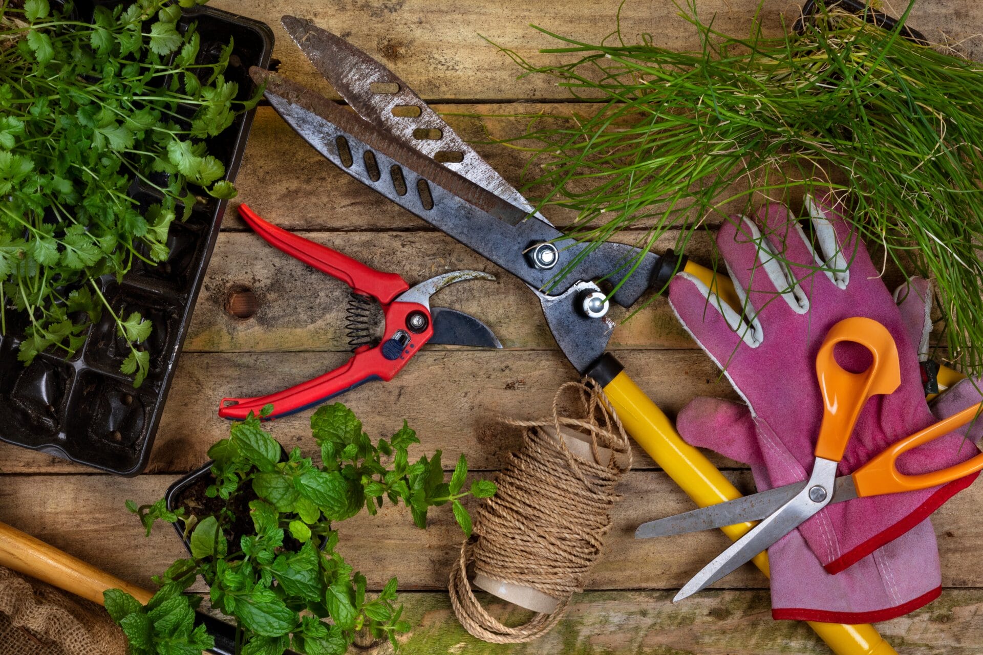 pruning-tools-innovation-grounds