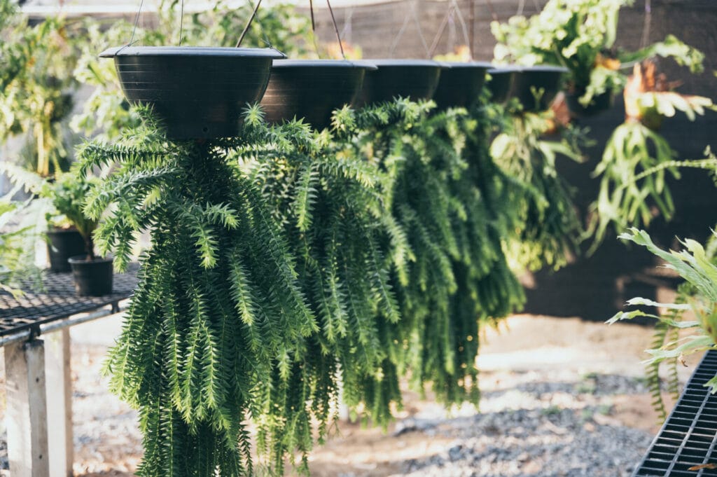 hanging-planters