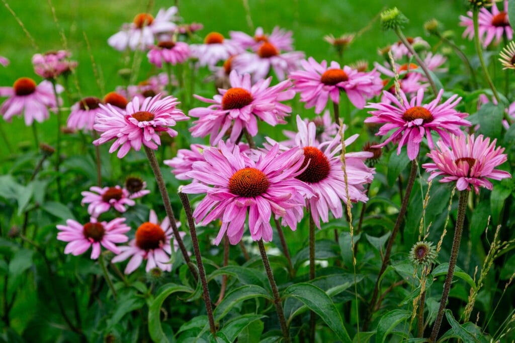 purple-coneflower-innovation-grounds