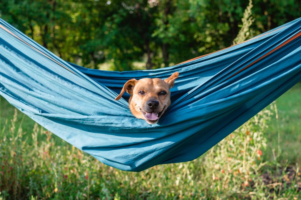 hammock-backyard