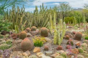 low-maintenance-plants-in-texas-innovation-grounds