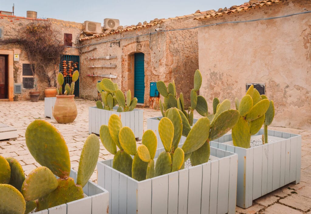 succulents-mediterranean-design
