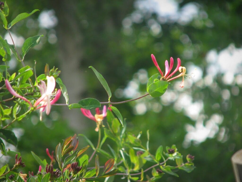 Mexican-Honeysuckle-innovation-grounds