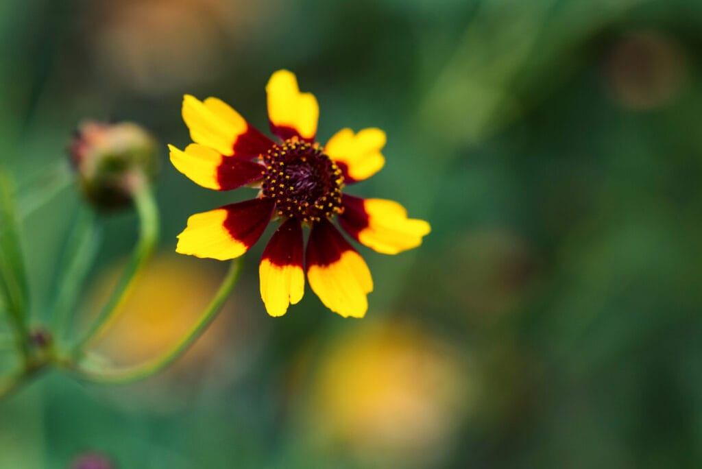 ratibida-columnifera-innovation-grounds