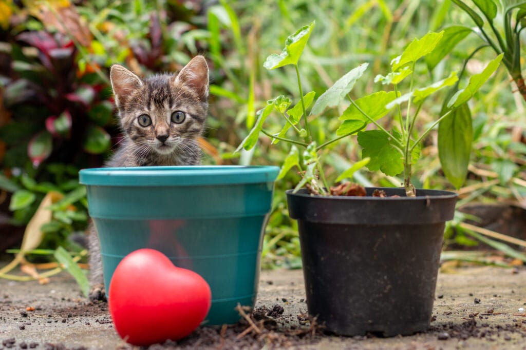 pet-safe-plants