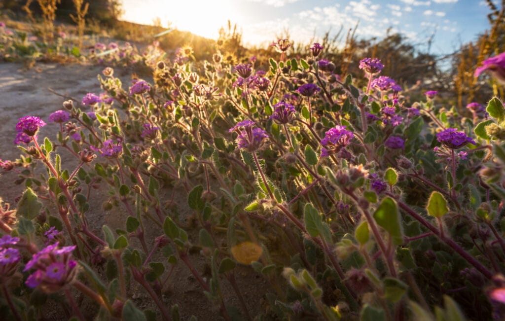 texas-sage-innovation-grounds