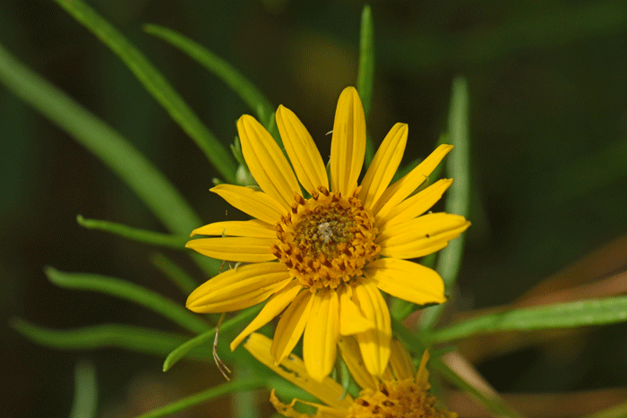 skeleton-leaf-goldeneye