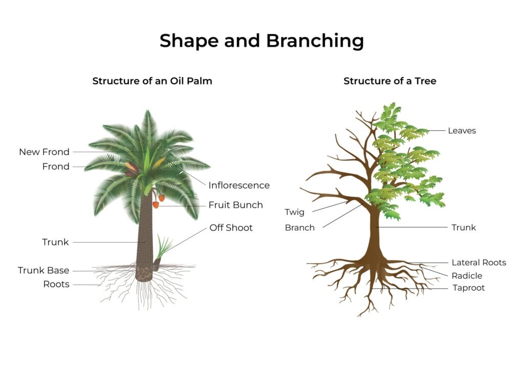 palm-tree-anatomy