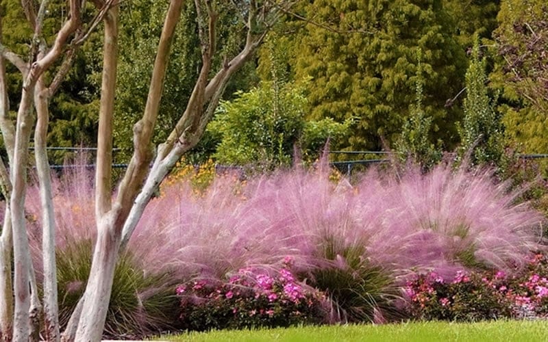 Gulf Coast Muhly (Muhlenbergia capillaris):