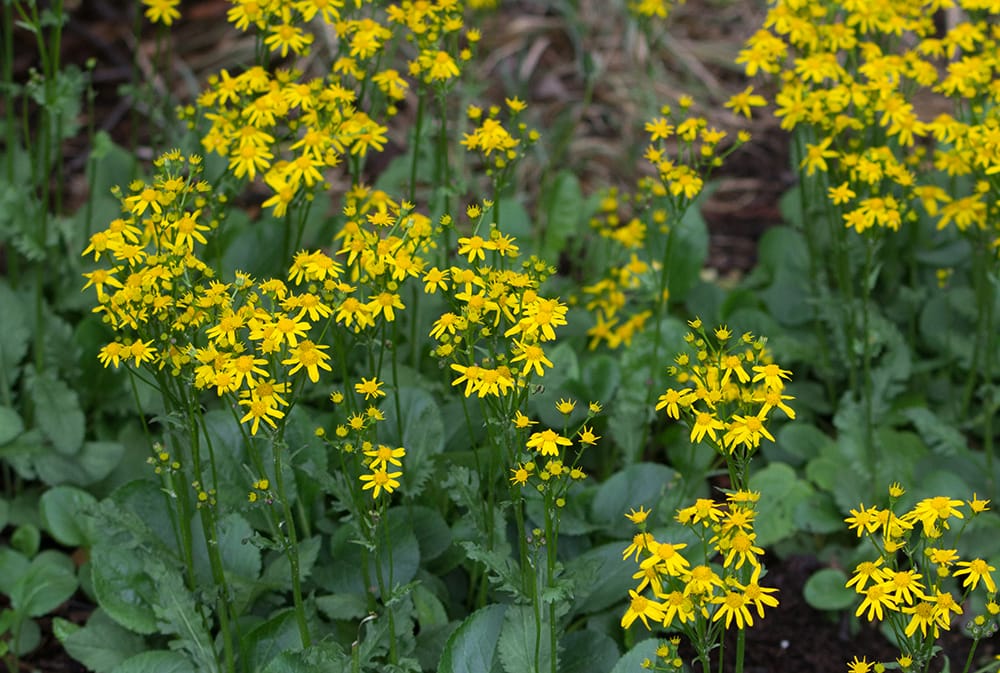 golden-groundsel