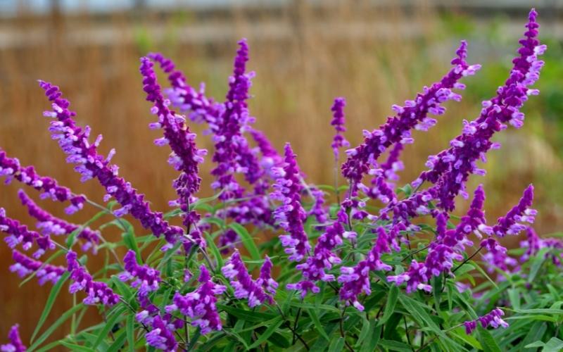 mexican-bush-sage