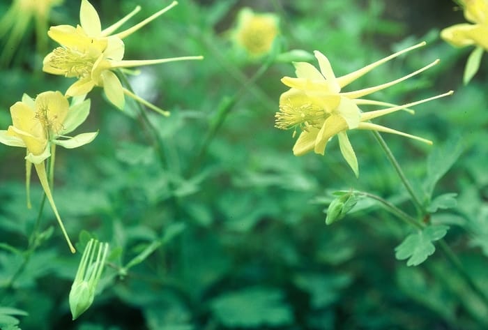 texas-gold-columbine