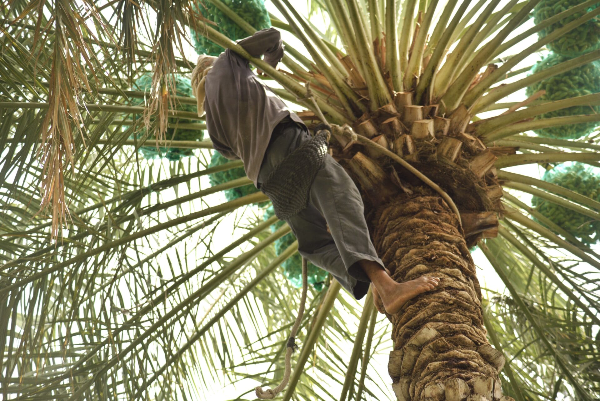 palm-tree-pruning