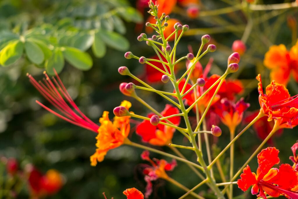 Caesalpinia pulcherrima