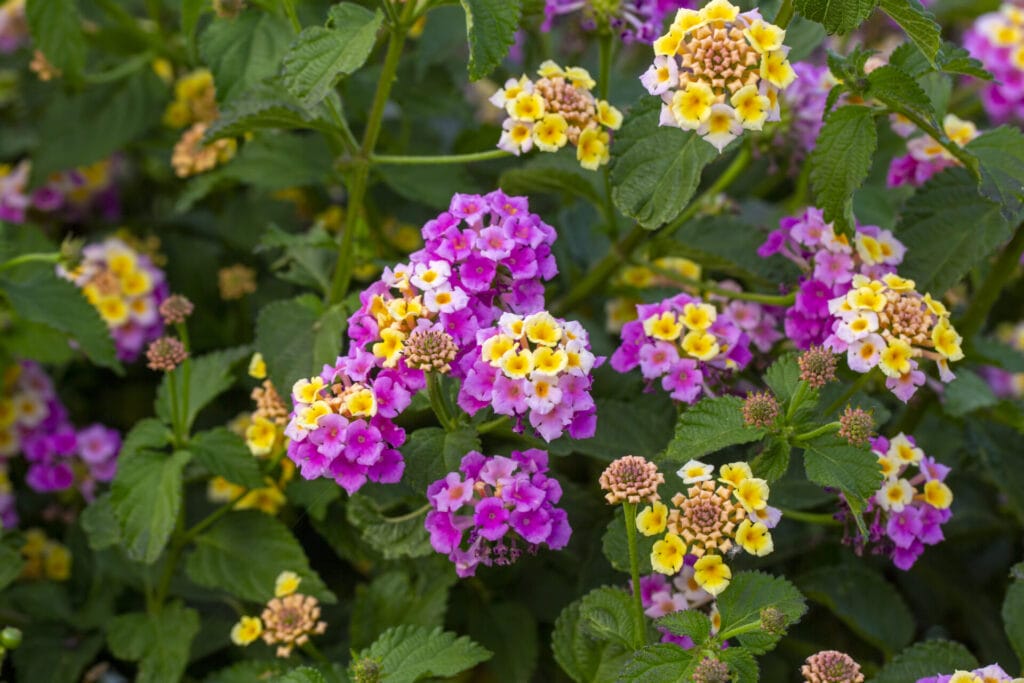 lantana-camara