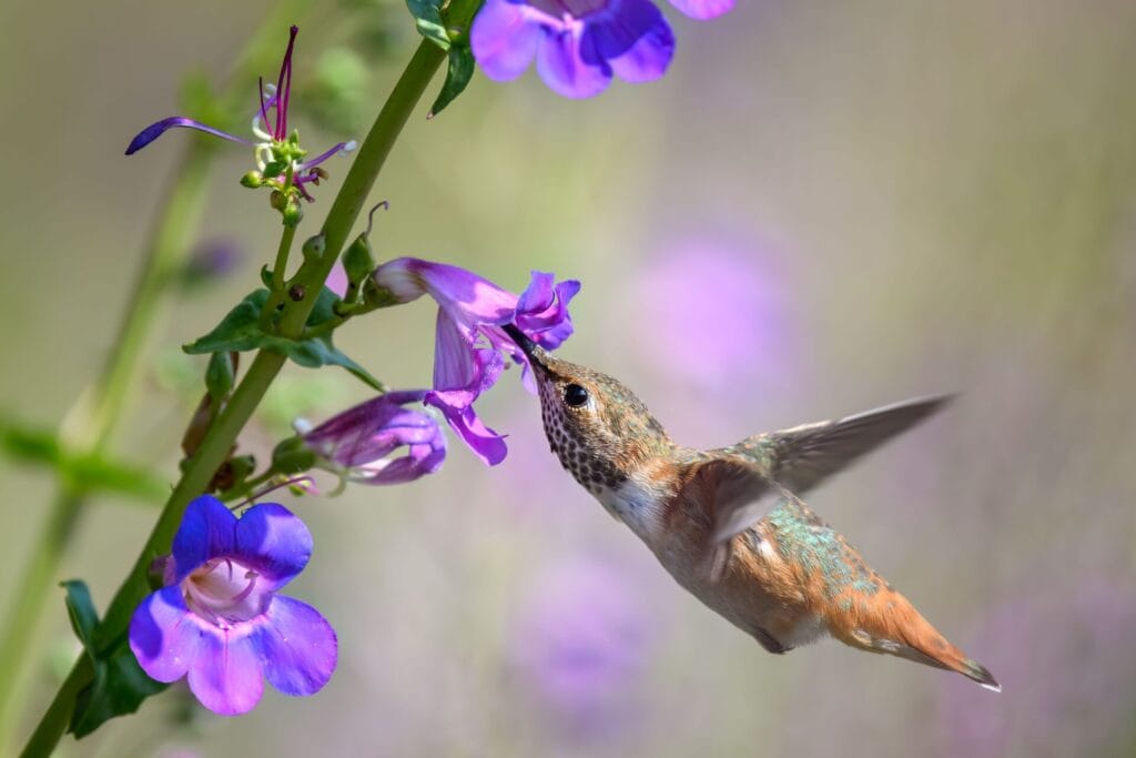 rock-penstemon