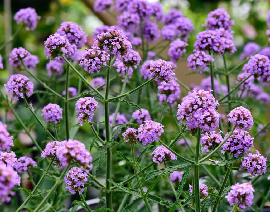 prairie-verbena