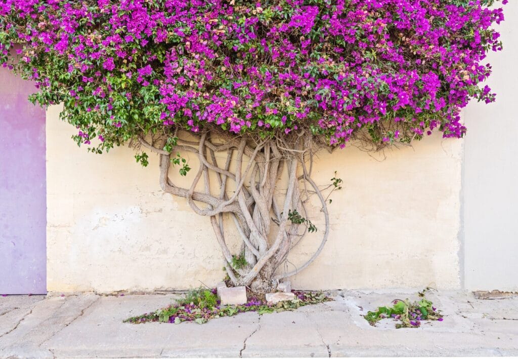 espalier-tree-trim