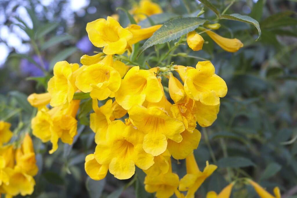 yellow-bells