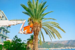 palm-tree-pruning