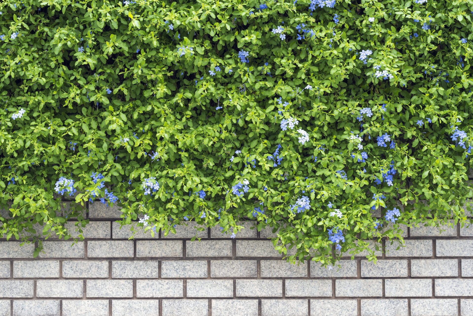 concrete-brick-wall