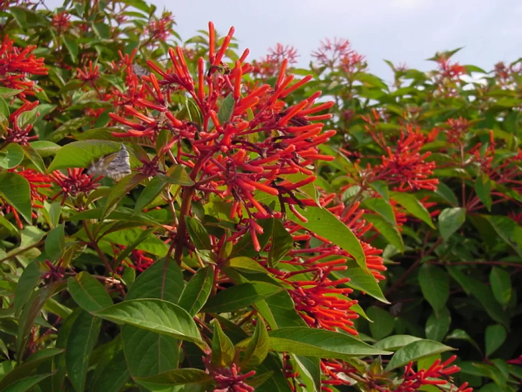 firebush-hamelia-patens