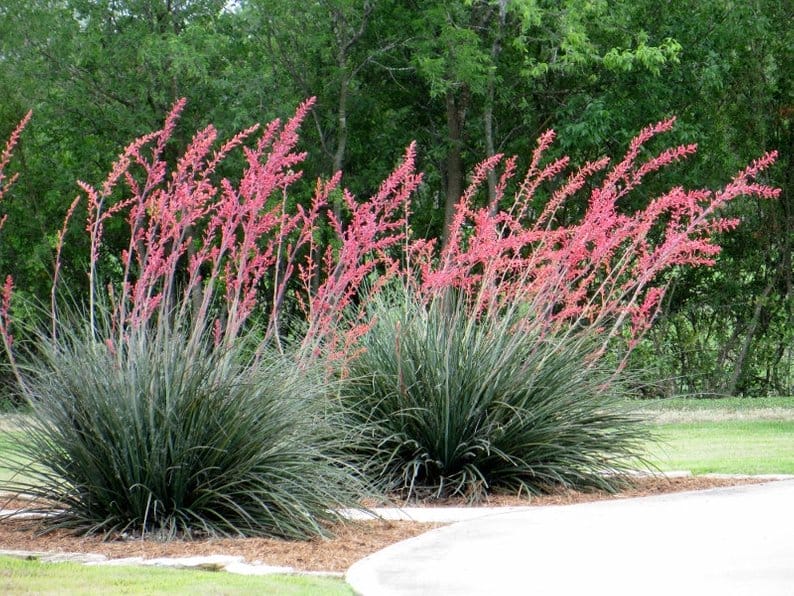 hesperaloe_parviflora-red-yucca