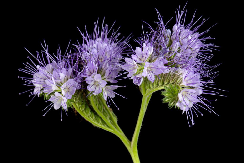 gregg's mistflower