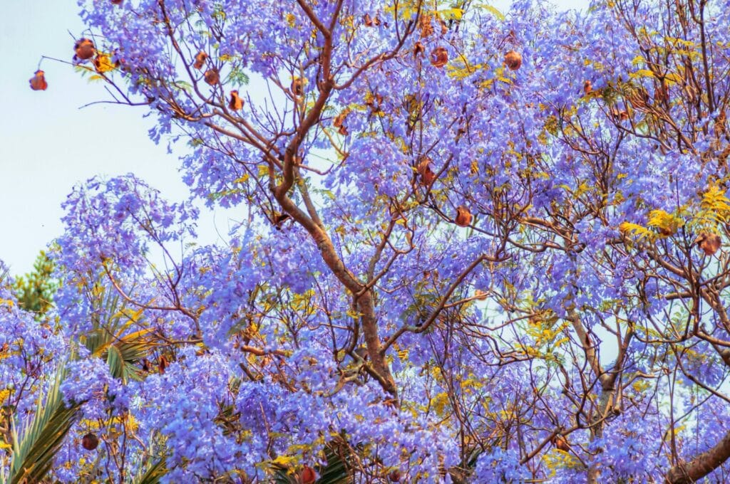 texas-mountain-laurel-tree